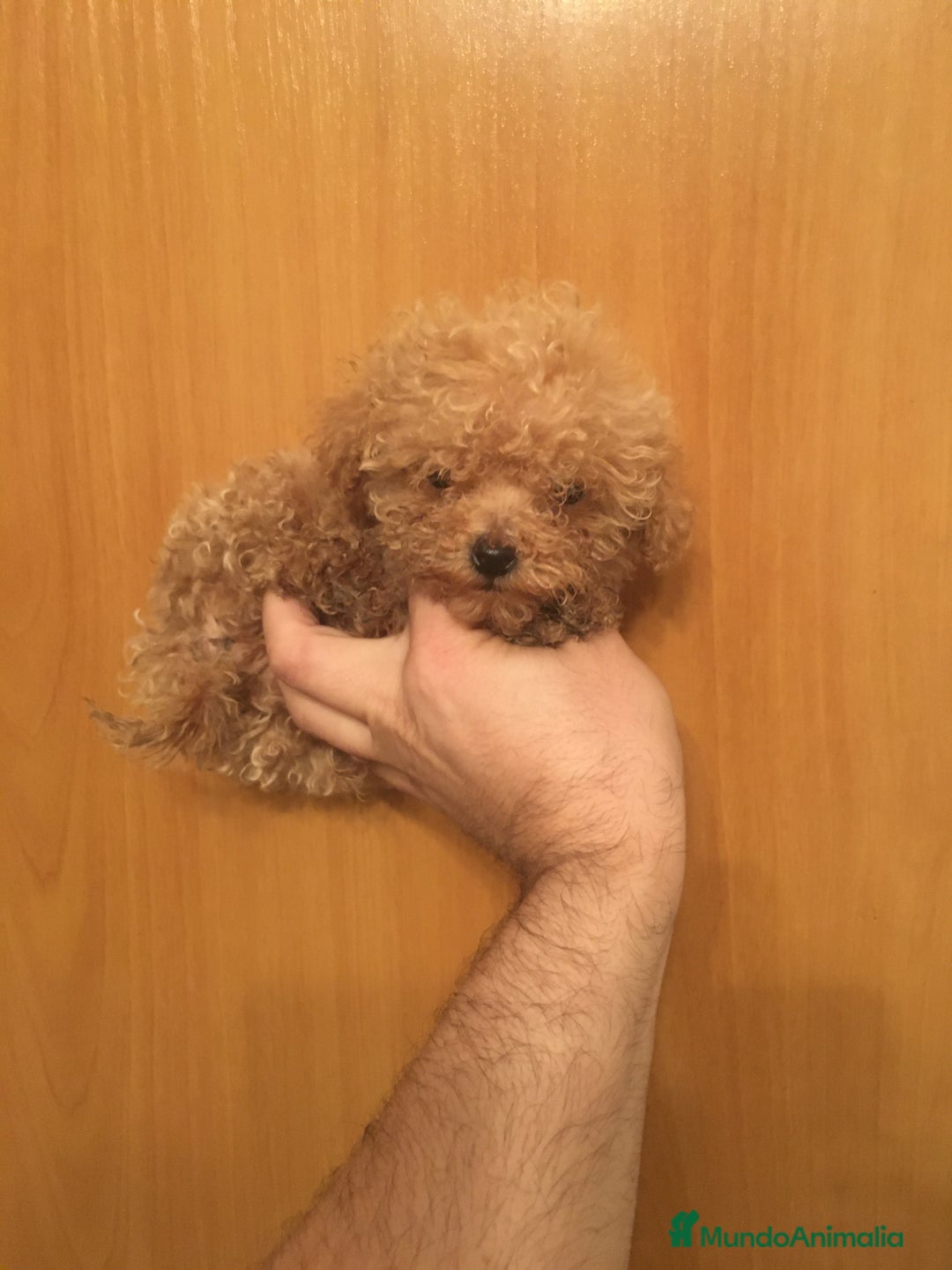 Maltipoo perros en venta: MALTIPOO GRAN CALIDAD - Anuncio 8