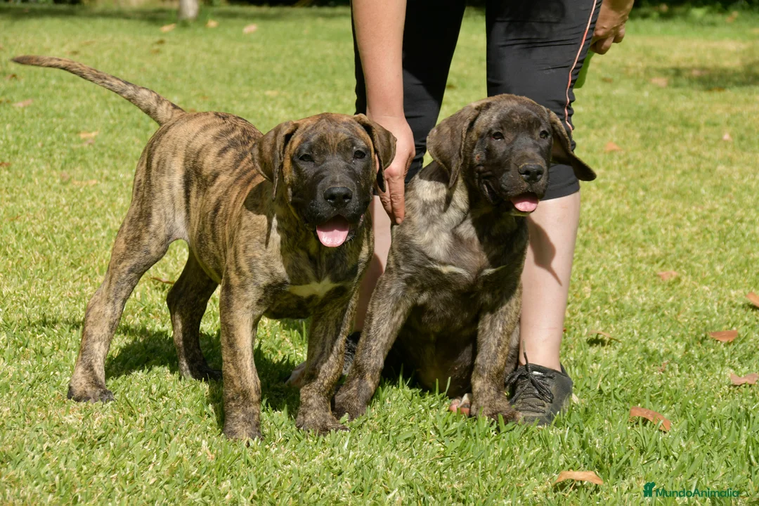 Imagen de galería {{count}}