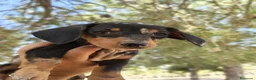 Teckel perros en venta: Teckels exclusivos - Anuncio 13