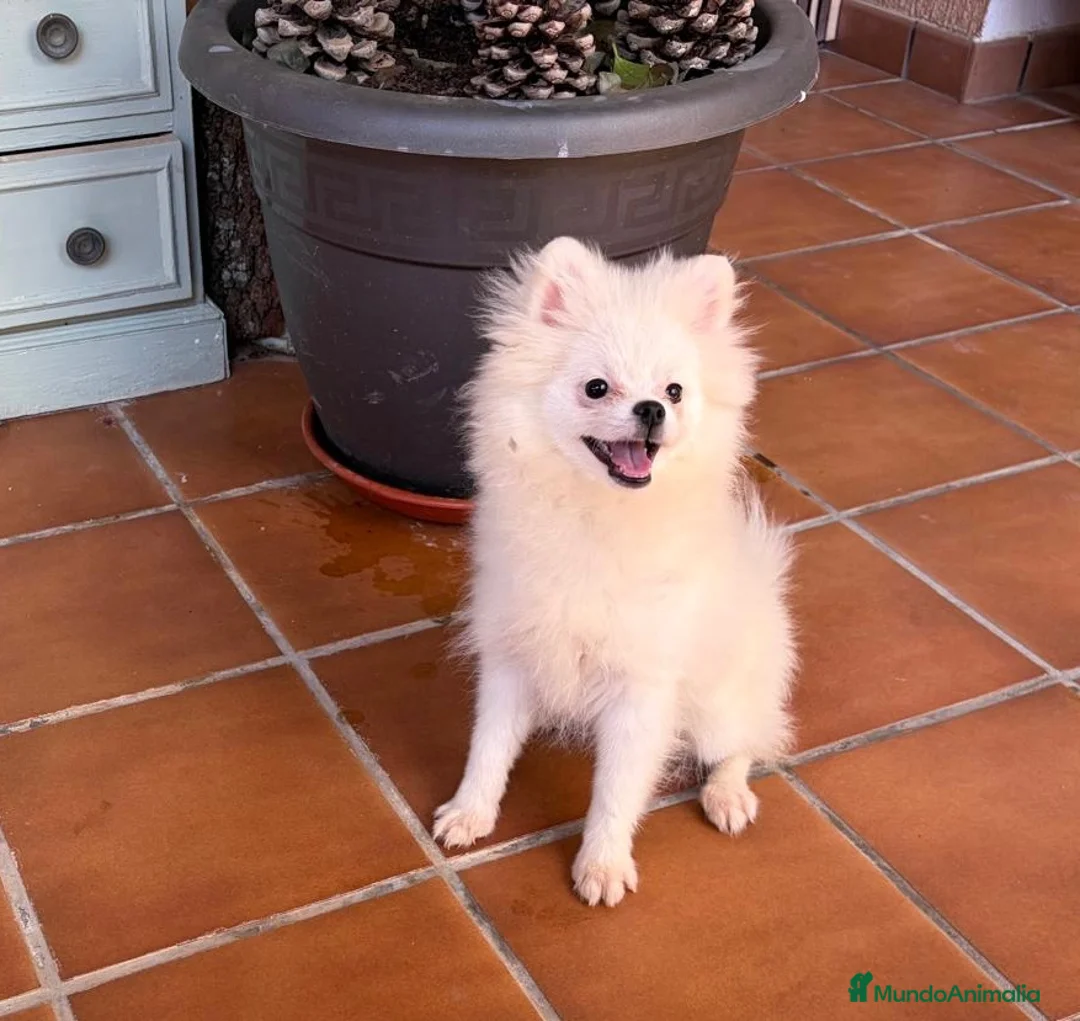 Pomerania perros en venta: Pomerania hembra muy pequeñita !!! - Anuncio 2