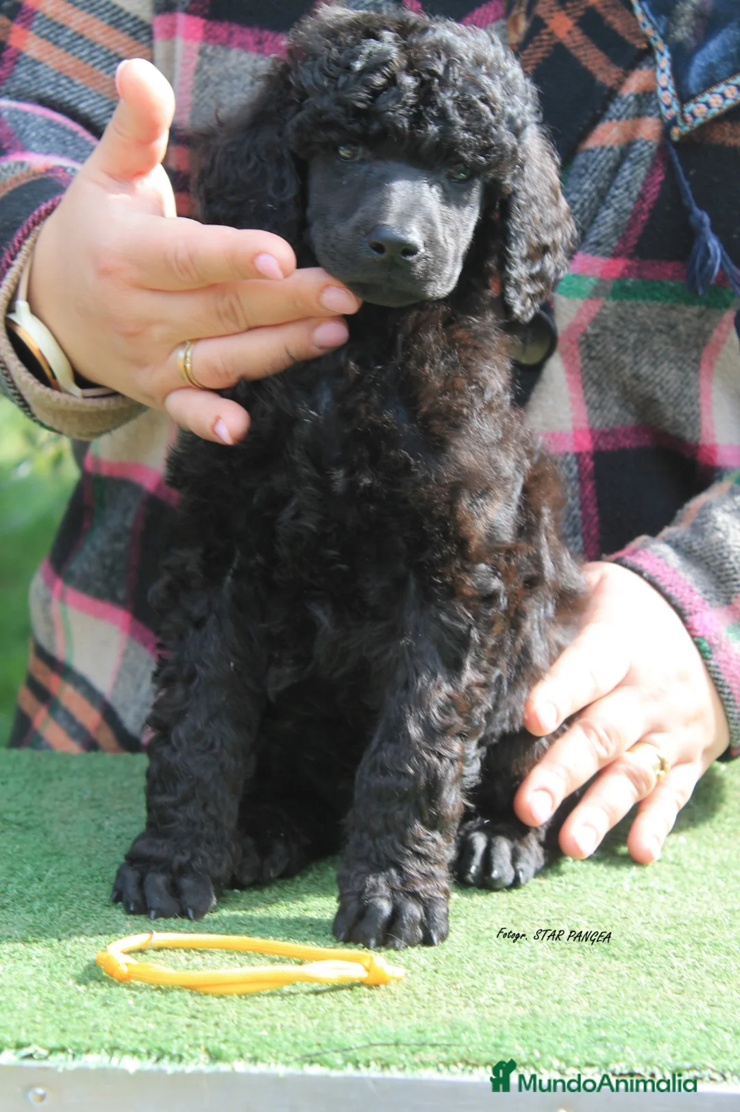 Caniche Gigante perros en venta: Cachorro caniche gigante macho negro  - Anuncio 4