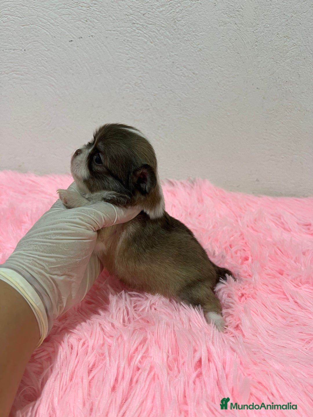 Chihuahua perros en venta: Chihuahua pelo largo  - Imagen 2