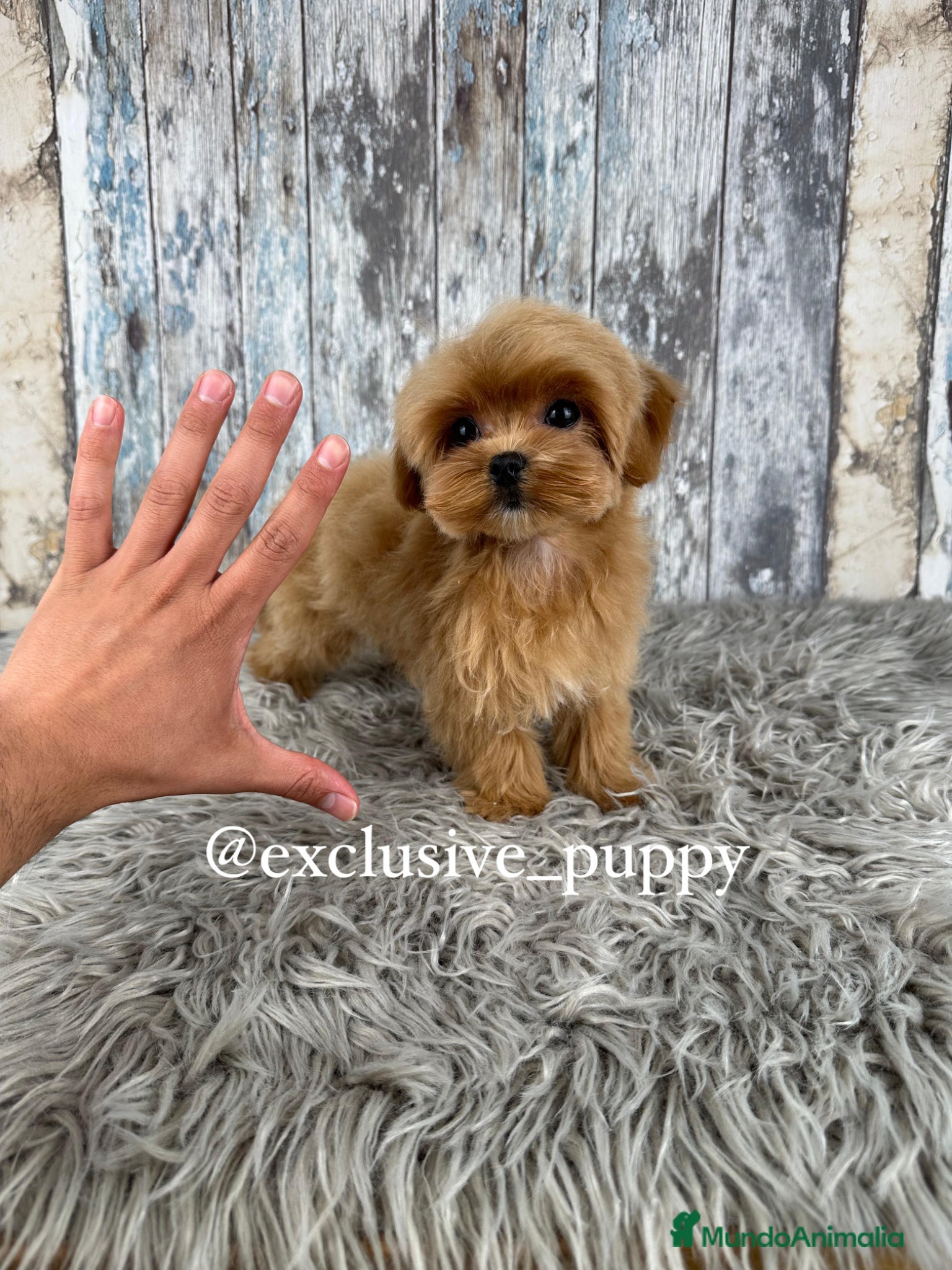 Maltipoo perros en venta: 🏆 Exclusivo Maltipoo Miniatura Coreano  - Anuncio 3