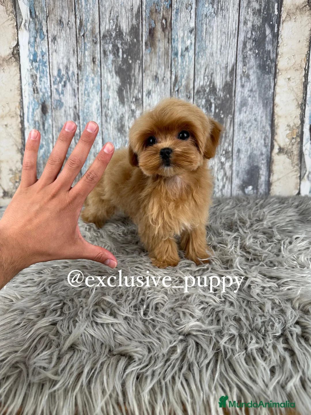 Maltipoo perros en venta: 🏆 Exclusivo Maltipoo Miniatura Coreano  - Anuncio 1