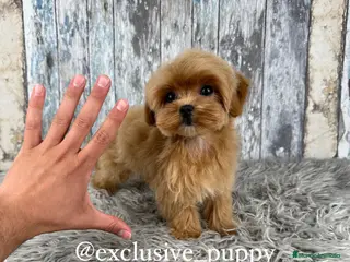 Maltipoo perros en venta: 🏆 Exclusivo Maltipoo Miniatura Coreano - Anuncio 3