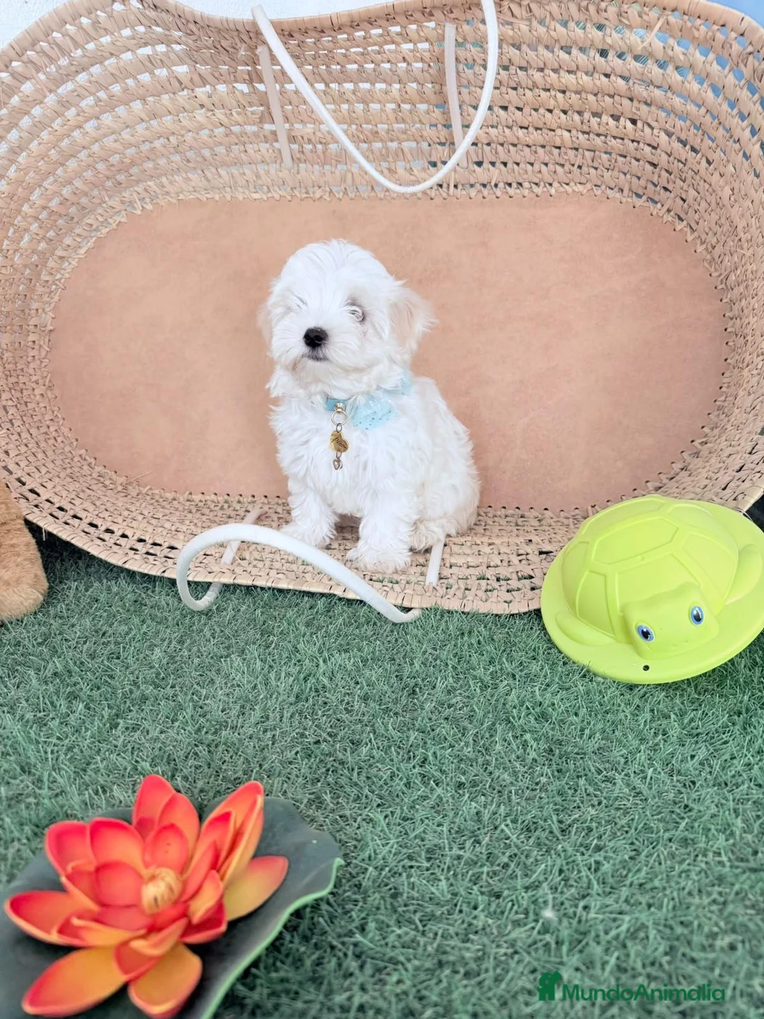 Bichón Maltés perros en venta: Bichón maltes coreano - Anuncio 1