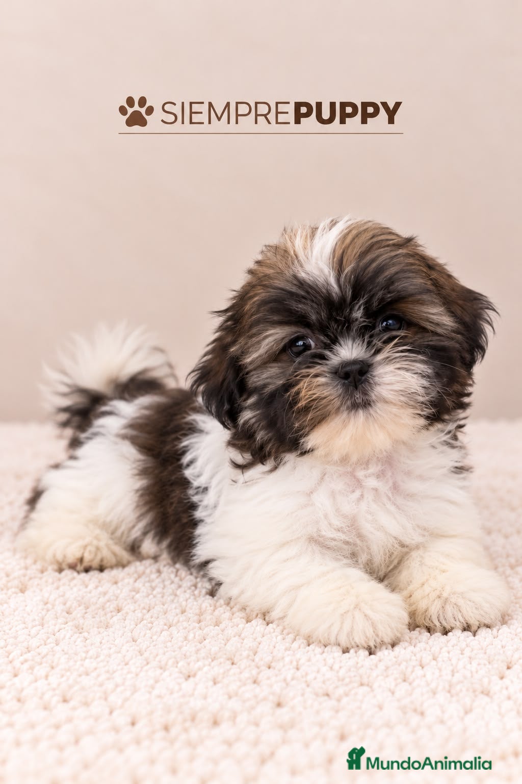 Shih Tzu perros en venta: CACHORRITO SHIH TZU TOY - Anuncio 2