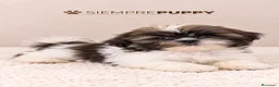 Shih Tzu perros en venta: CACHORRITO SHIH TZU TOY - Anuncio 1