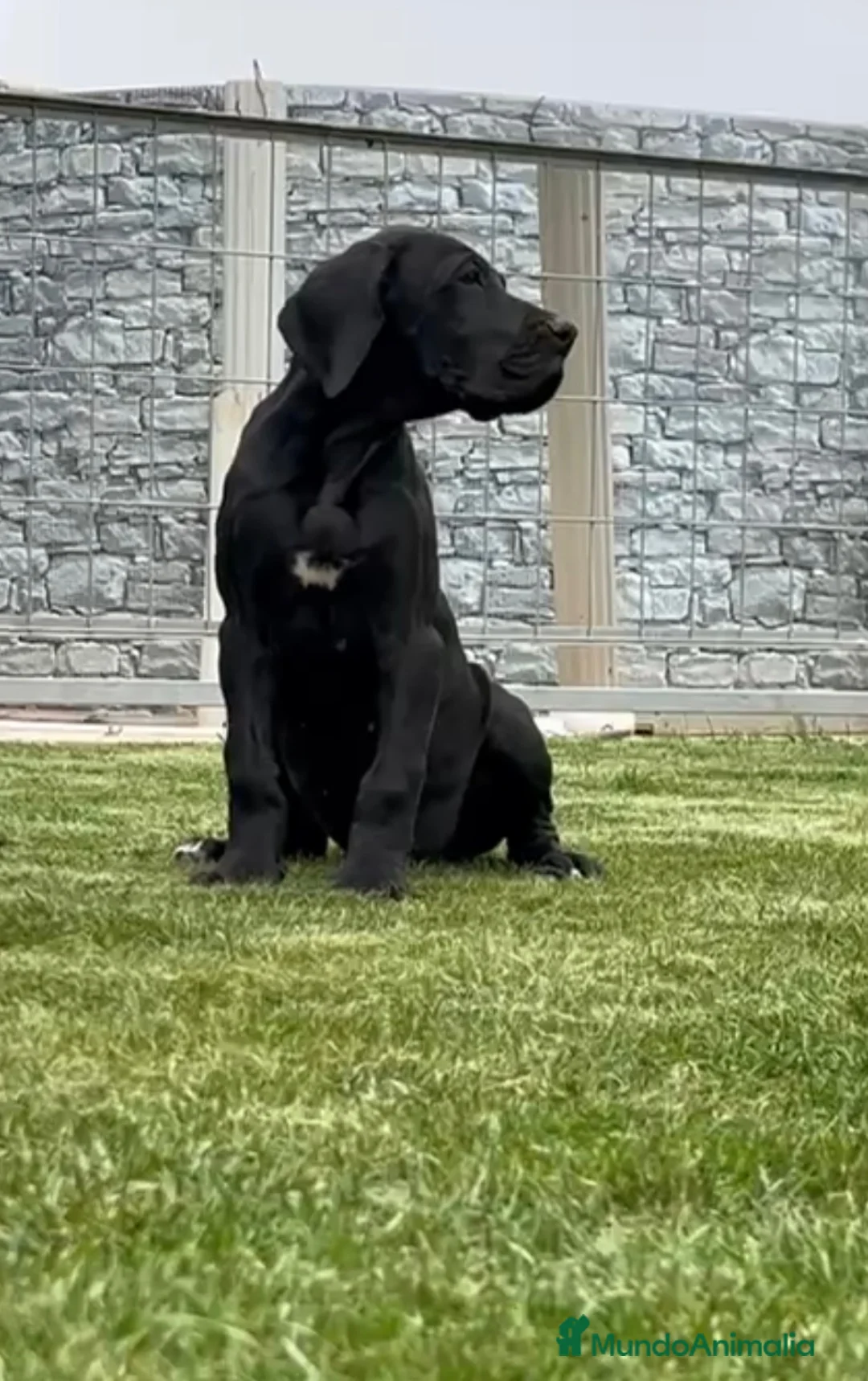 Dogo Alemán perros en venta: Dogo aleman negro hembra  - Anuncio 1