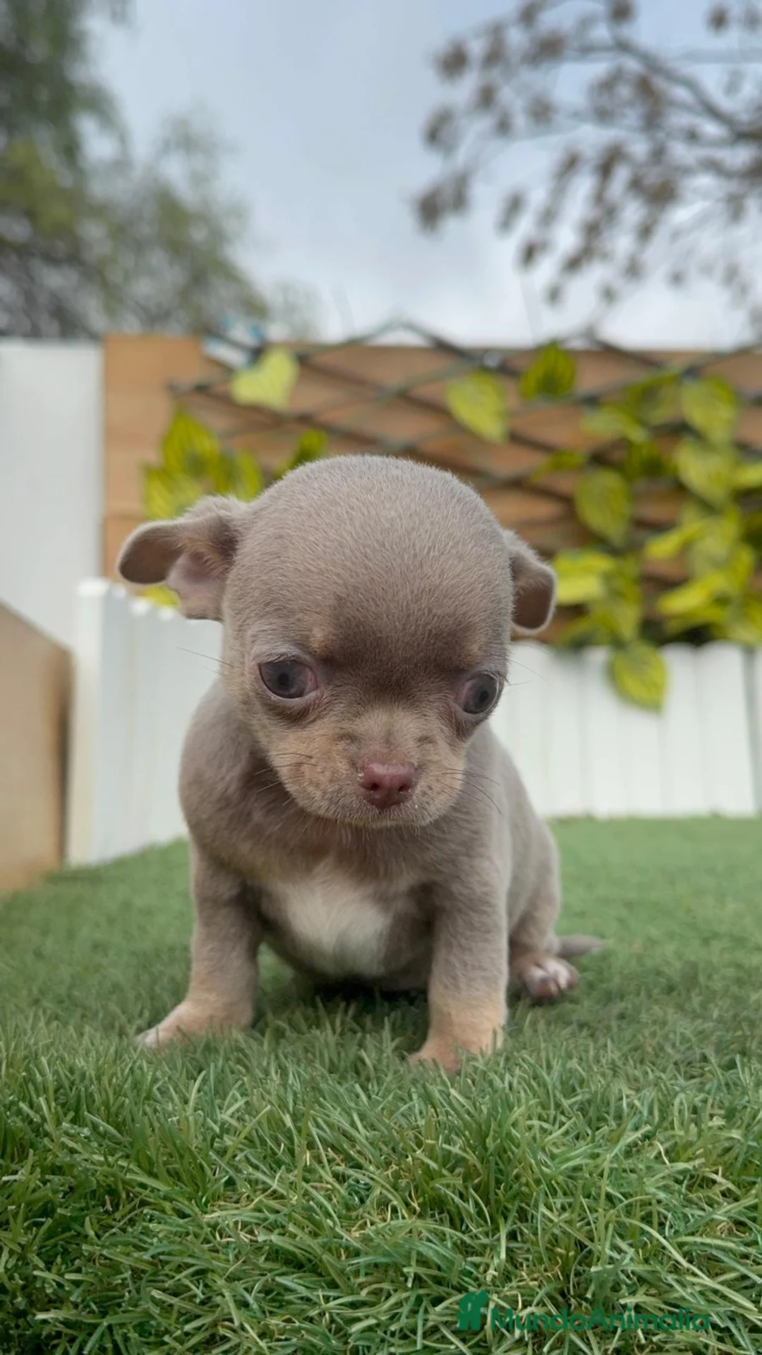 Chihuahua perros en venta: CHIHUAHUA LILAC AND TAN - Anuncio 20