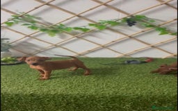 Ratón de Praga perros en venta: CACHORROS RATÓN DE PRAGA - Imagen 4