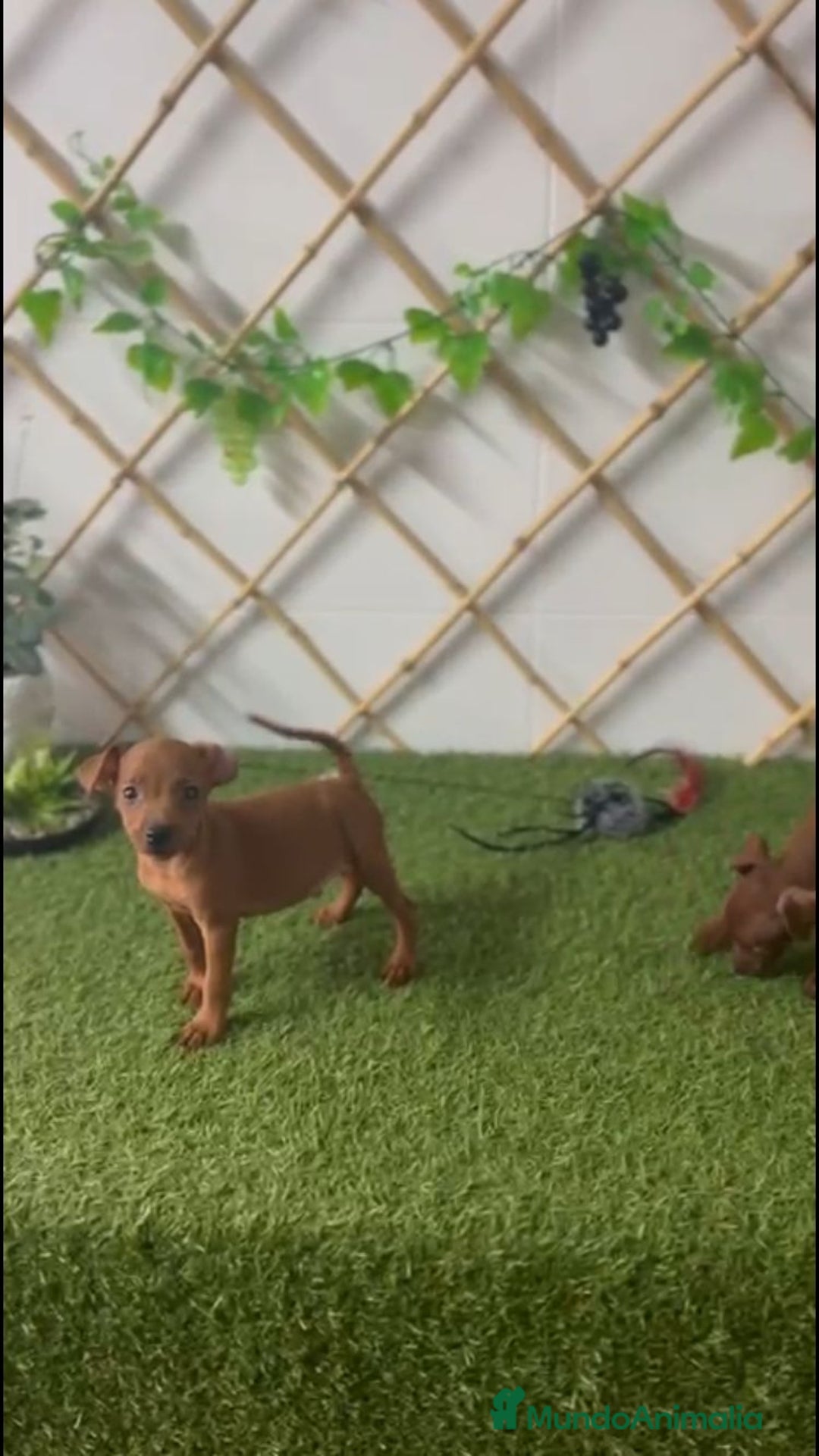 Ratón de Praga perros en venta: CACHORROS RATÓN DE PRAGA - Imagen 4