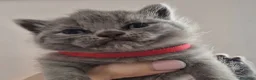 Británico de Pelo Corto Azul gatos en venta: Gatos Brithish shorthair  - Anuncio 9