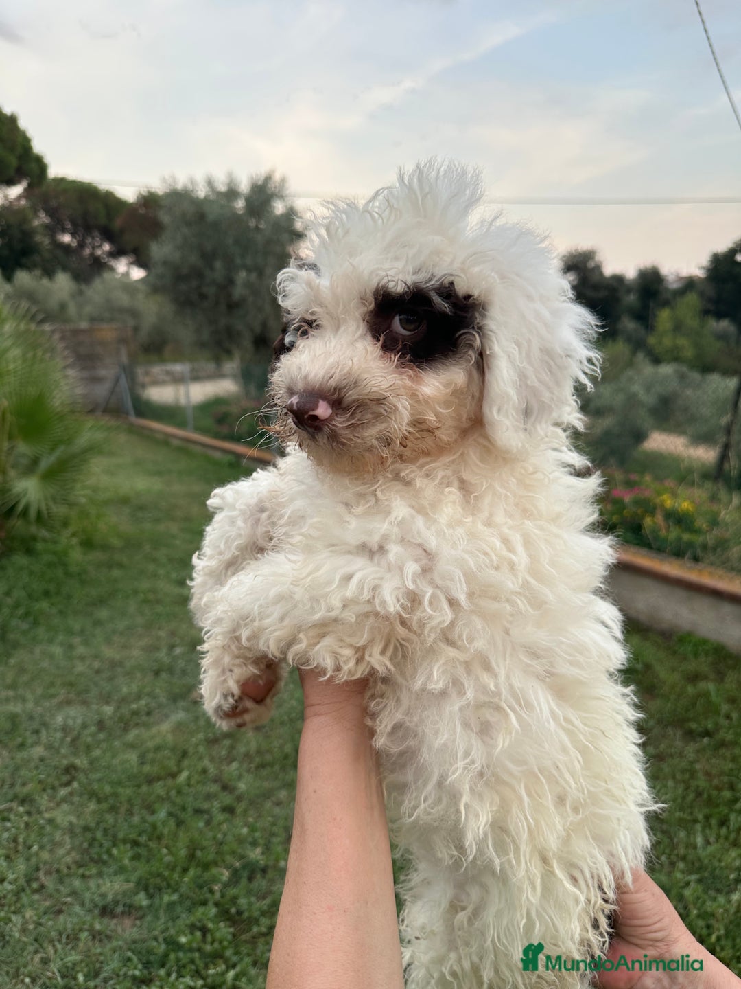 Perro de Agua Español perros en venta: Perro de Agua - Imagen 1