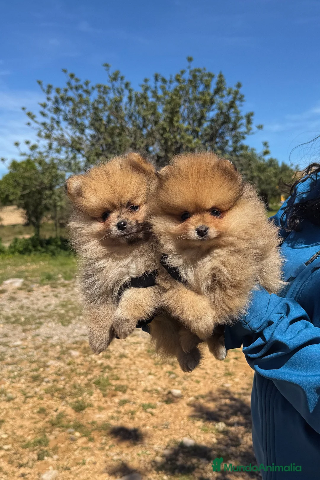 Pomerania perros en venta: EXCLUSIVAS POMERANIA TEACUP - Anuncio 1