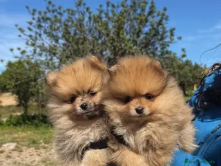 Pomerania perros EXCLUSIVAS POMERANIA TEACUP - Anuncio 3