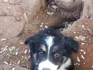 Border Collie perros Border collie - Anuncio 2