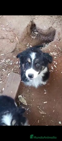 Border Collie perros Border collie - Anuncio 12