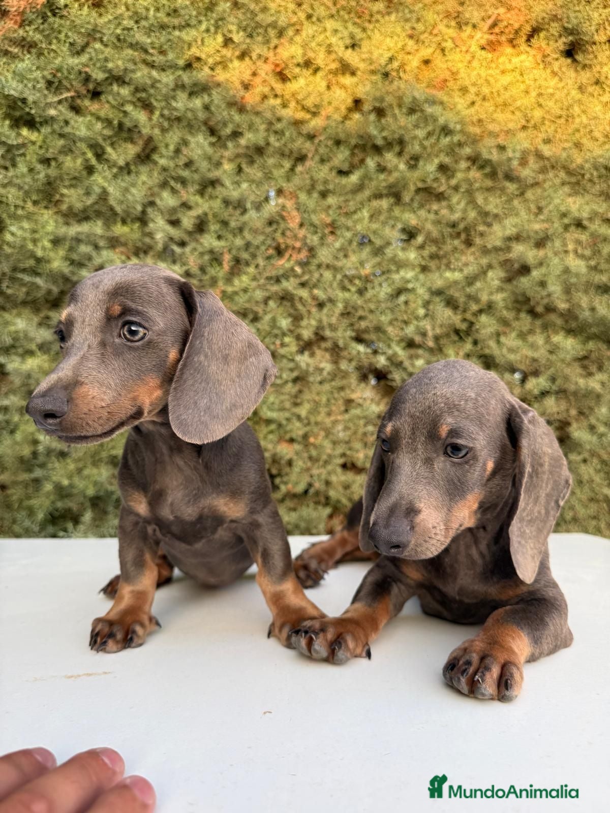 Teckel Miniatura perros Teckel Miniatura isabela - Anuncio 3