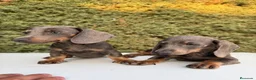 Teckel Miniatura perros en venta: Teckel Miniatura isabela - Anuncio 1