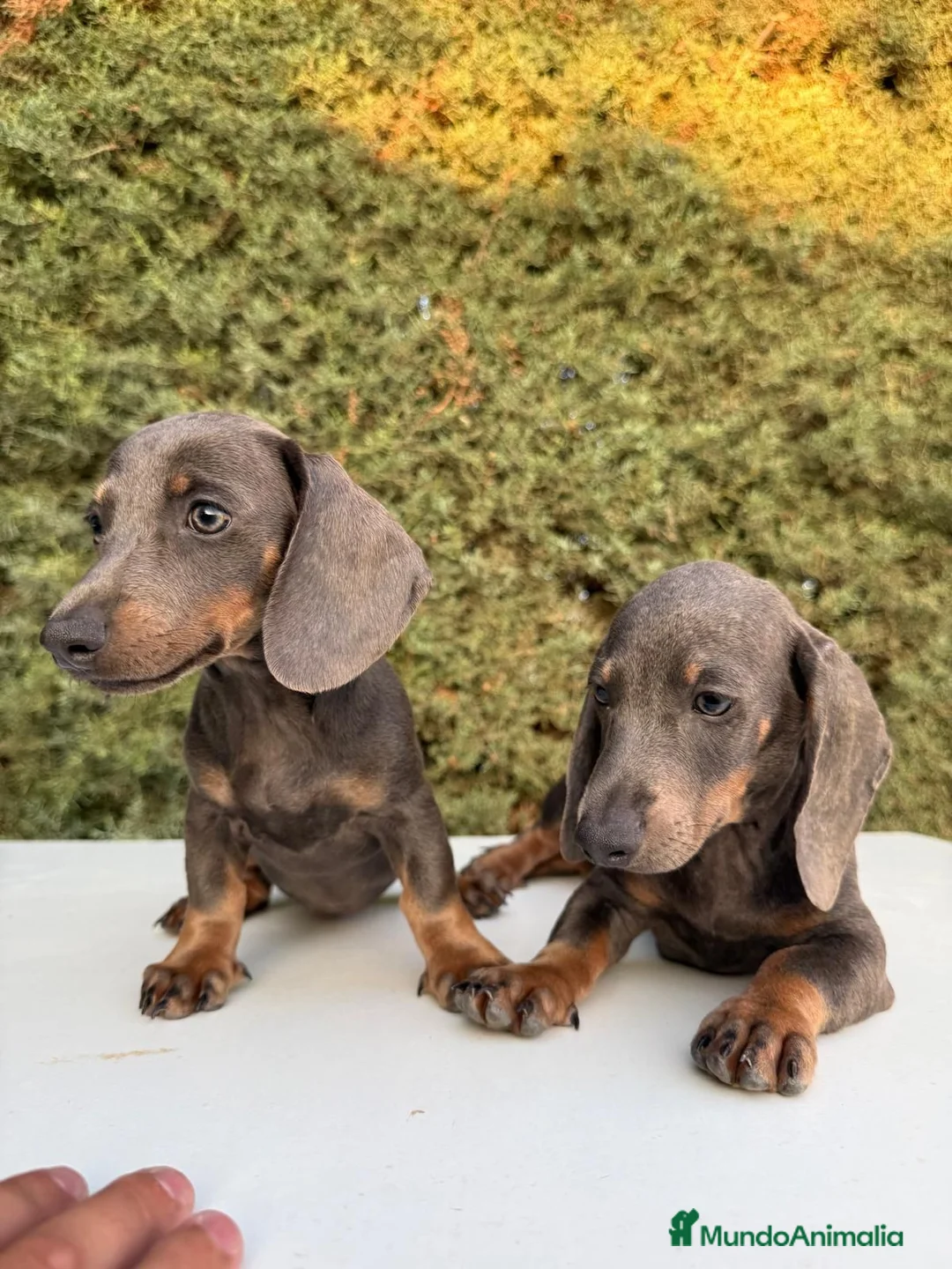 Teckel Miniatura perros en venta: Teckel Miniatura isabela - Anuncio 1