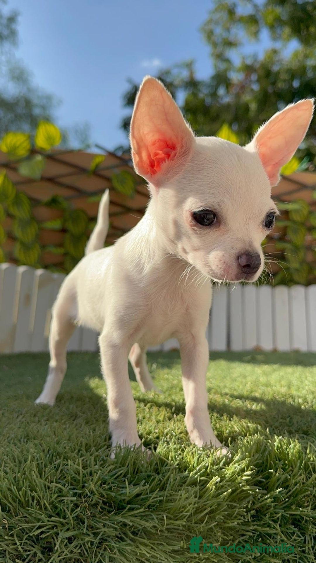 Chihuahua perros en venta: CHIHUAHUA HEMBRA BLANCA - Imagen 3