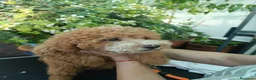 Caniche Toy perros en venta: Caniche Toy apricot  - Anuncio 7