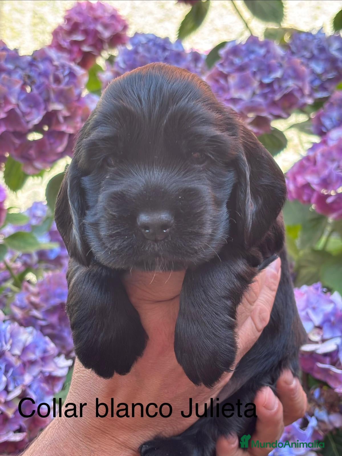 Cocker Spaniel Inglés perros Cocker Spaniel Inglés  - Anuncio 2