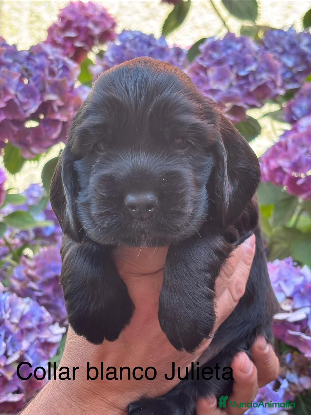 Cocker Spaniel Inglés perros en venta: Cocker Spaniel Inglés  - Anuncio 2