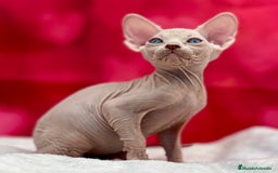 Sphynx gatos en venta: Preciosa camada de sphynx  - Imagen 5
