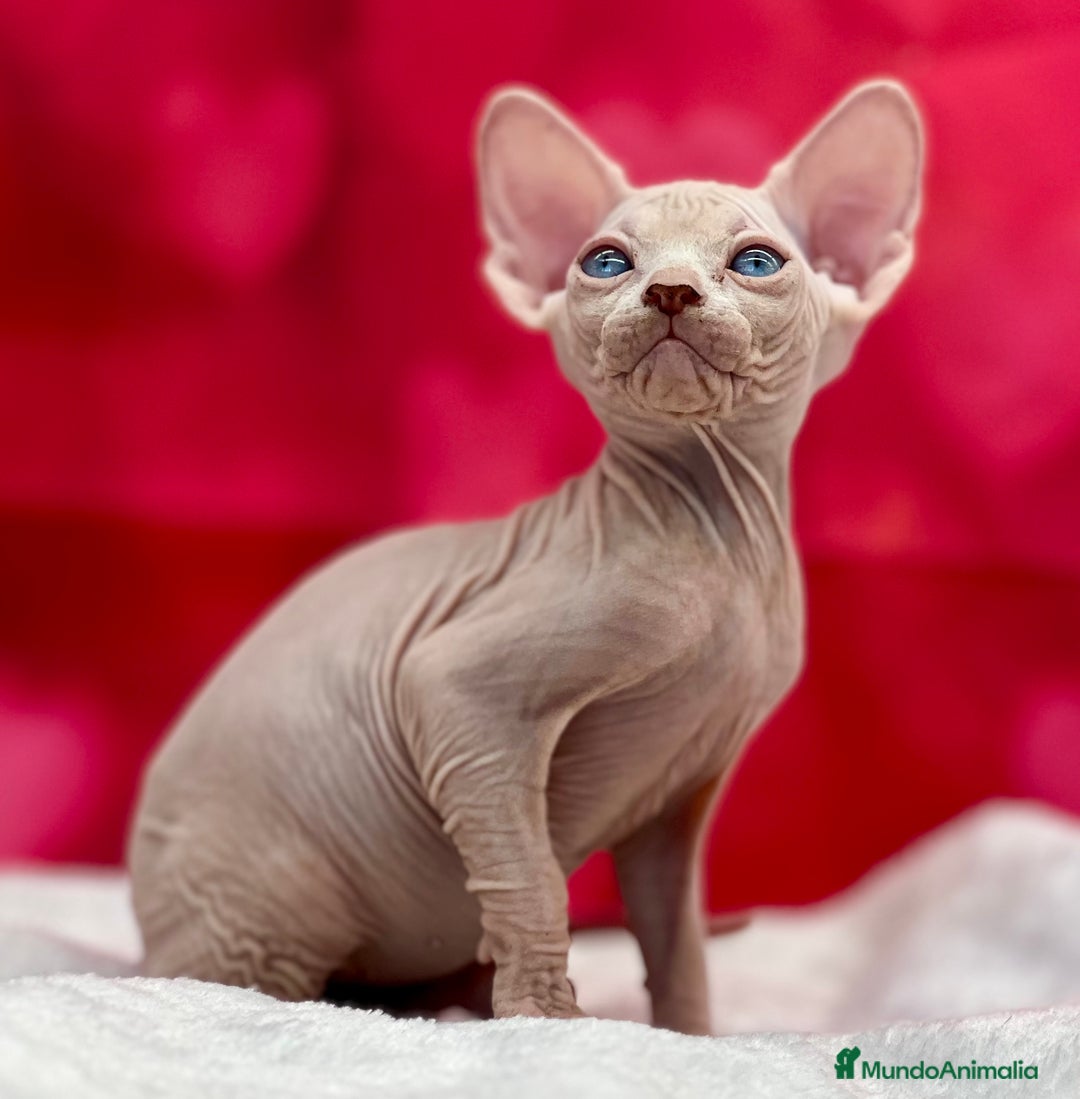 Sphynx gatos en venta: Preciosa camada de sphynx  - Imagen 5