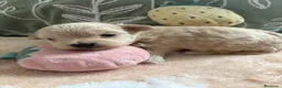 Maltipoo perros en venta: Maltipoo - Anuncio 6