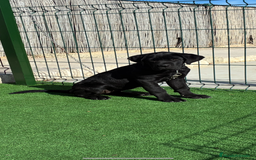 Cane Corso perros en venta: Cachorros de cane corso  - Anuncio 4