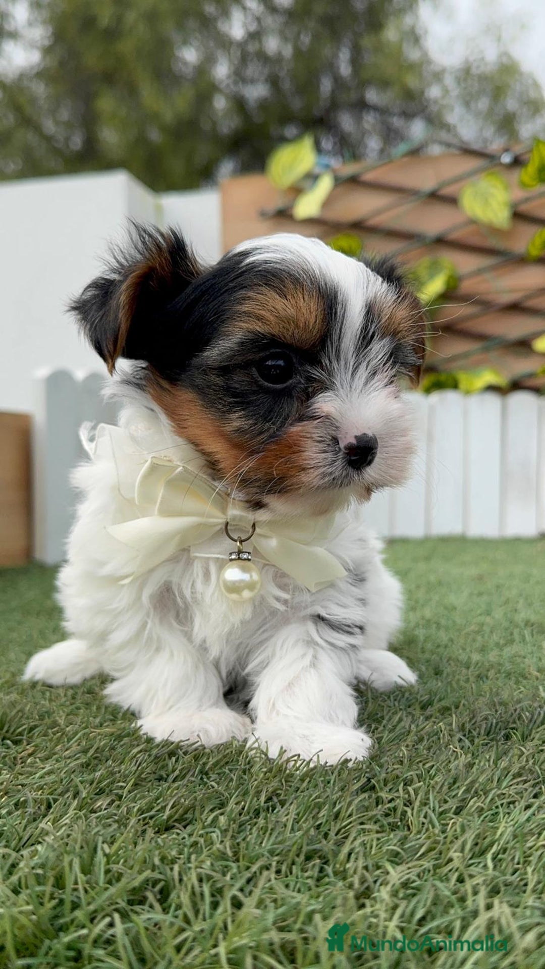 Yorkshire Terrier perros en venta: YORKSHIRE BIEWER - Anuncio 6