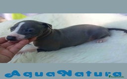 Pequeño Lebrel Italiano perros en venta: Lebrel Italiano Macho de BN y Omega AQUANATURA - Imagen 1