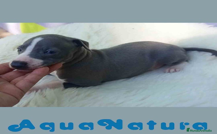 Pequeño Lebrel Italiano perros - Anuncio 8