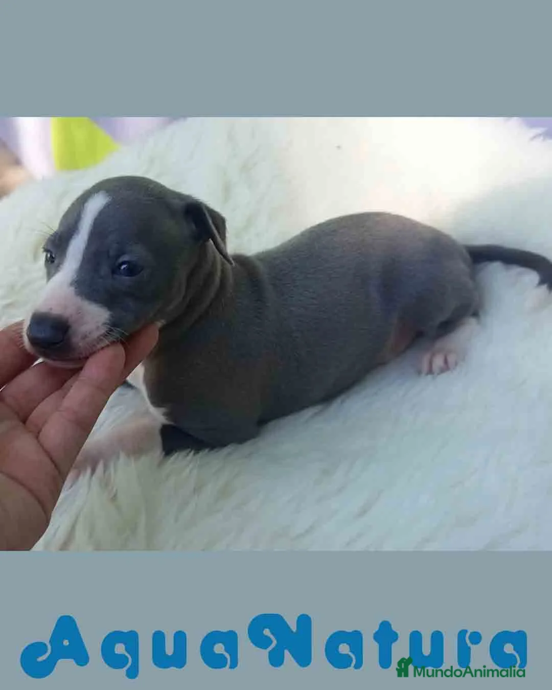 Pequeño Lebrel Italiano perros en venta: Lebrel Italiano Macho de BN y Omega AQUANATURA - Anuncio 1