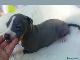 Pequeño Lebrel Italiano perros Lebrel Italiano Macho de BN y Omega AQUANATURA - Anuncio 5
