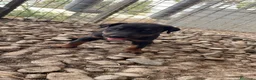 Dobermann perros en venta: Cachorros Dobermann!!!🐶🐾 - Anuncio 8