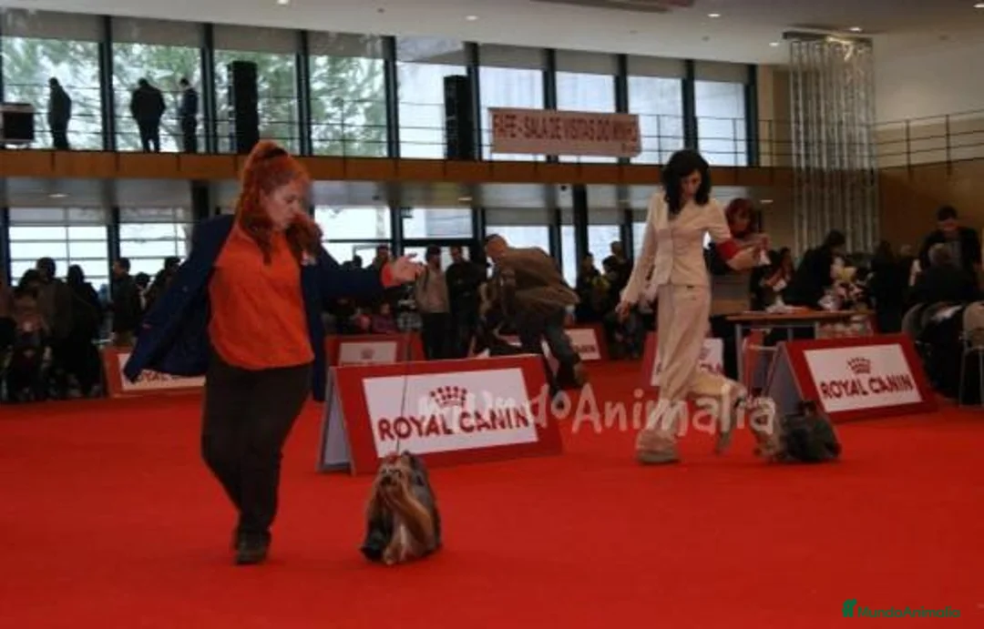 Imagen de galería {{count}}