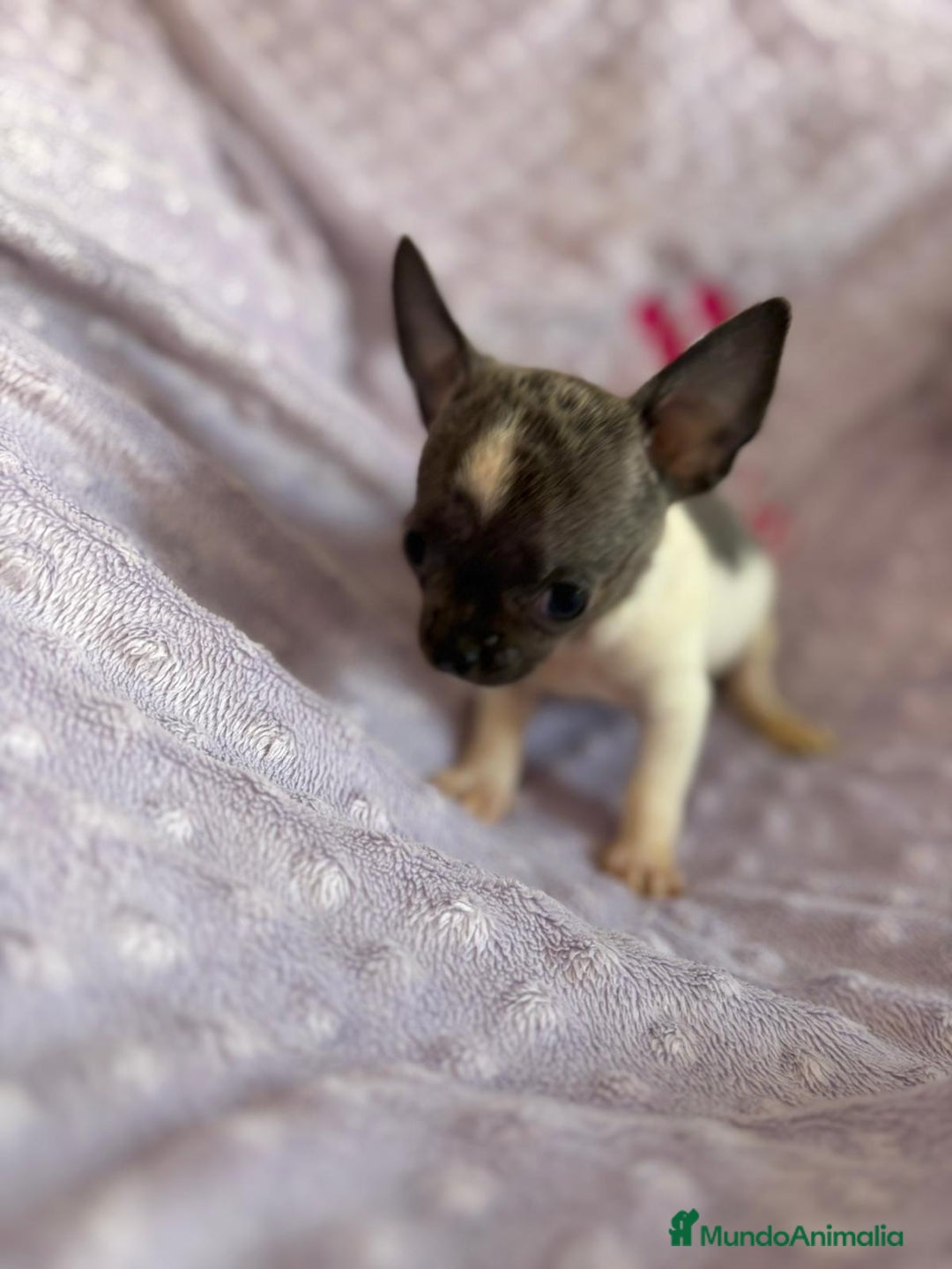 Chihuahua perros en venta: Chihuahua micro toy ruso - Imagen 6