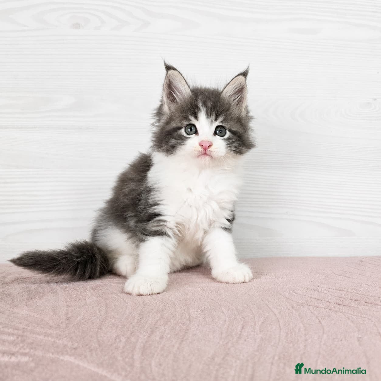 Maine Coon gatos Gatitos nacidos el 06/06/2026 - Anuncio 1