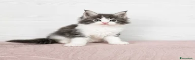 Lili