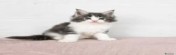 Maine Coon gatos en venta: Gatitos nacidos el 06/06/2026 - Anuncio 1