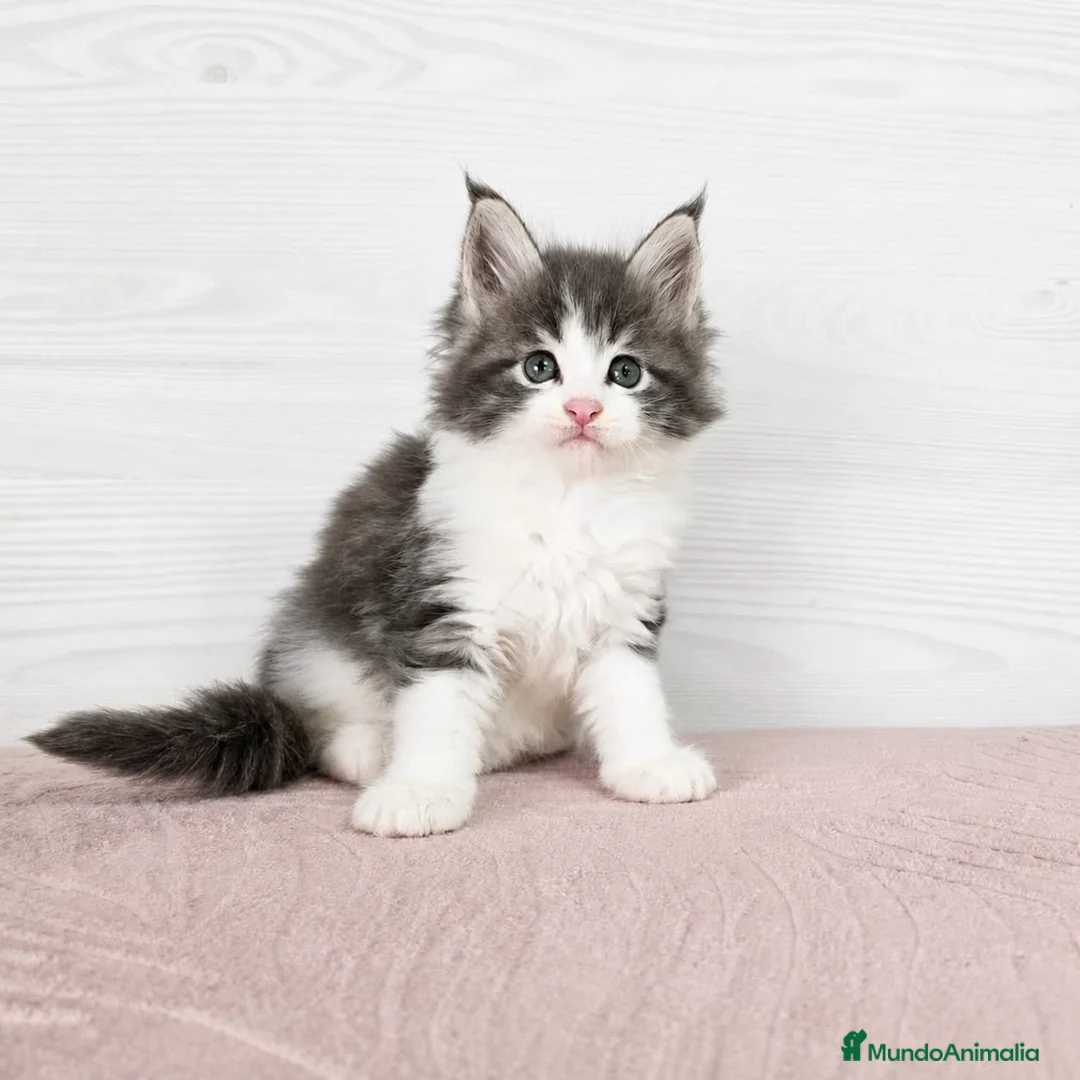 Maine Coon gatos en venta: Gatitos nacidos el 06/06/2026 - Anuncio 1