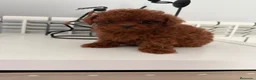 Caniche Toy perros en venta: 🐩 CANICHE TOY ROJO PIMENTÓN — 2 MESES 🤎   en Barcelona - Anuncio 3