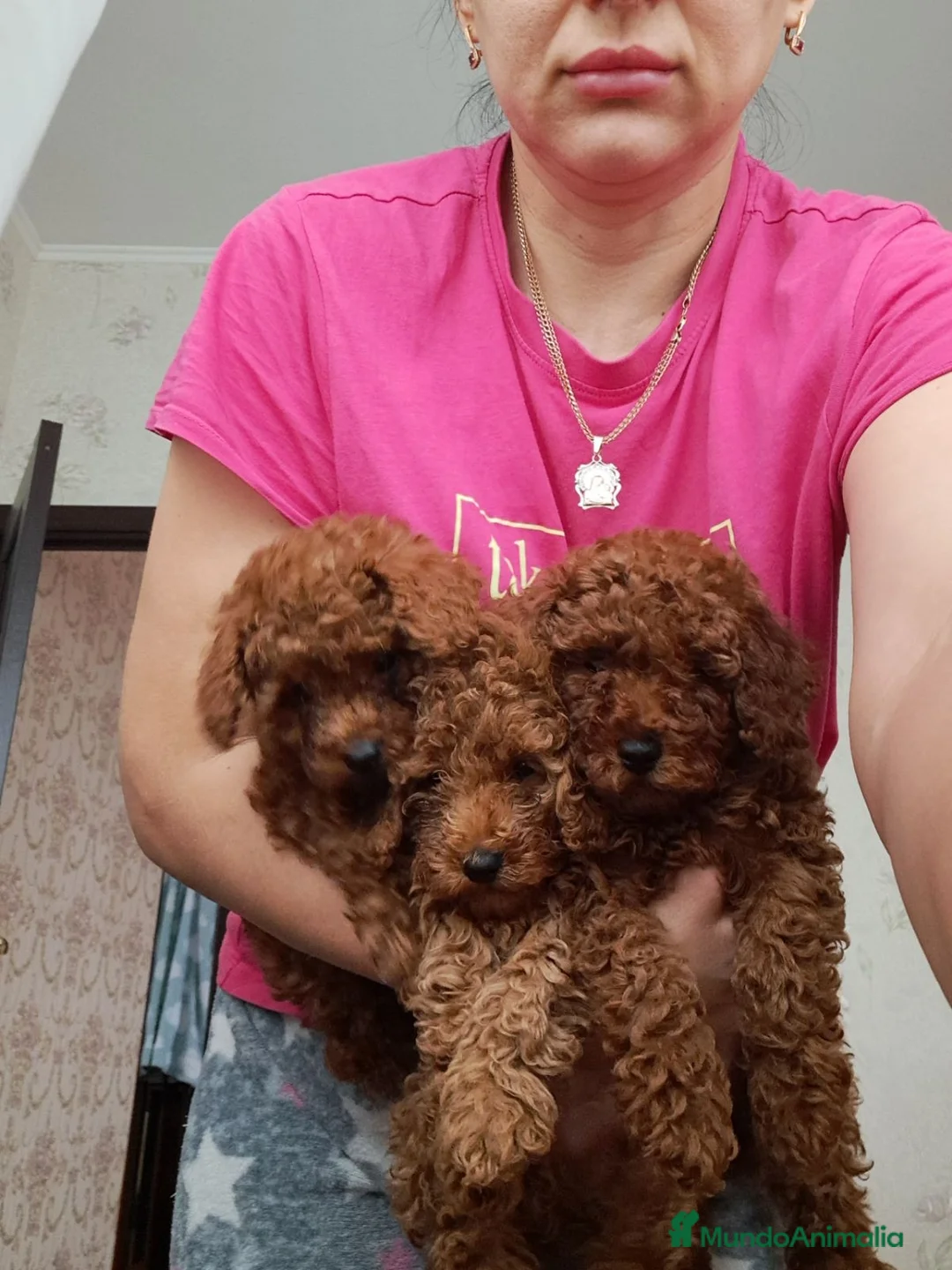 Caniche Toy perros en venta: caniche toy rojos  - Anuncio 1