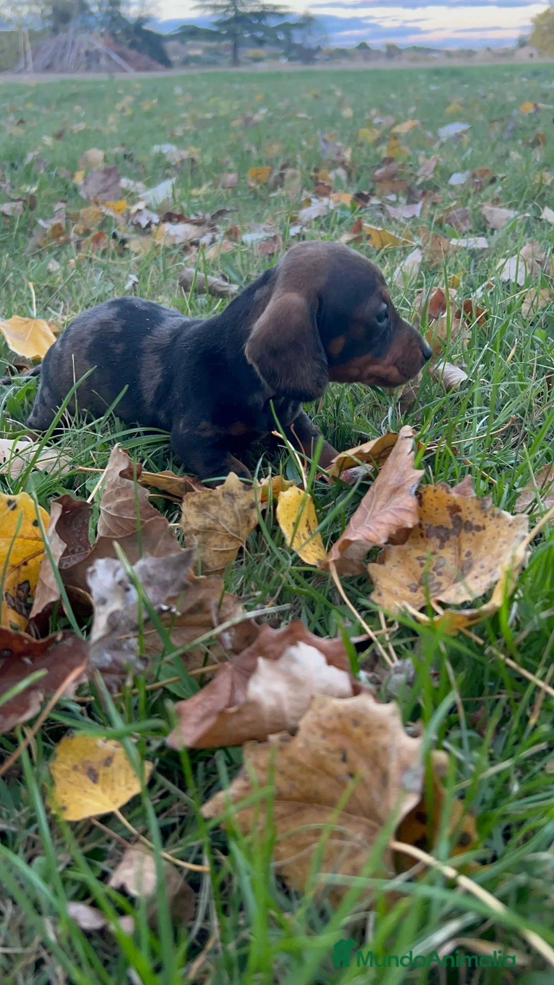 Teckel Miniatura perros en venta: Teckel mini  - Anuncio 4