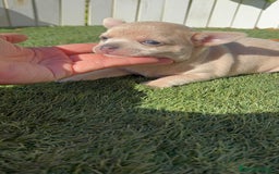 Chihuahua perros en venta: CHIHUAHUA HEMBRA - Imagen 18