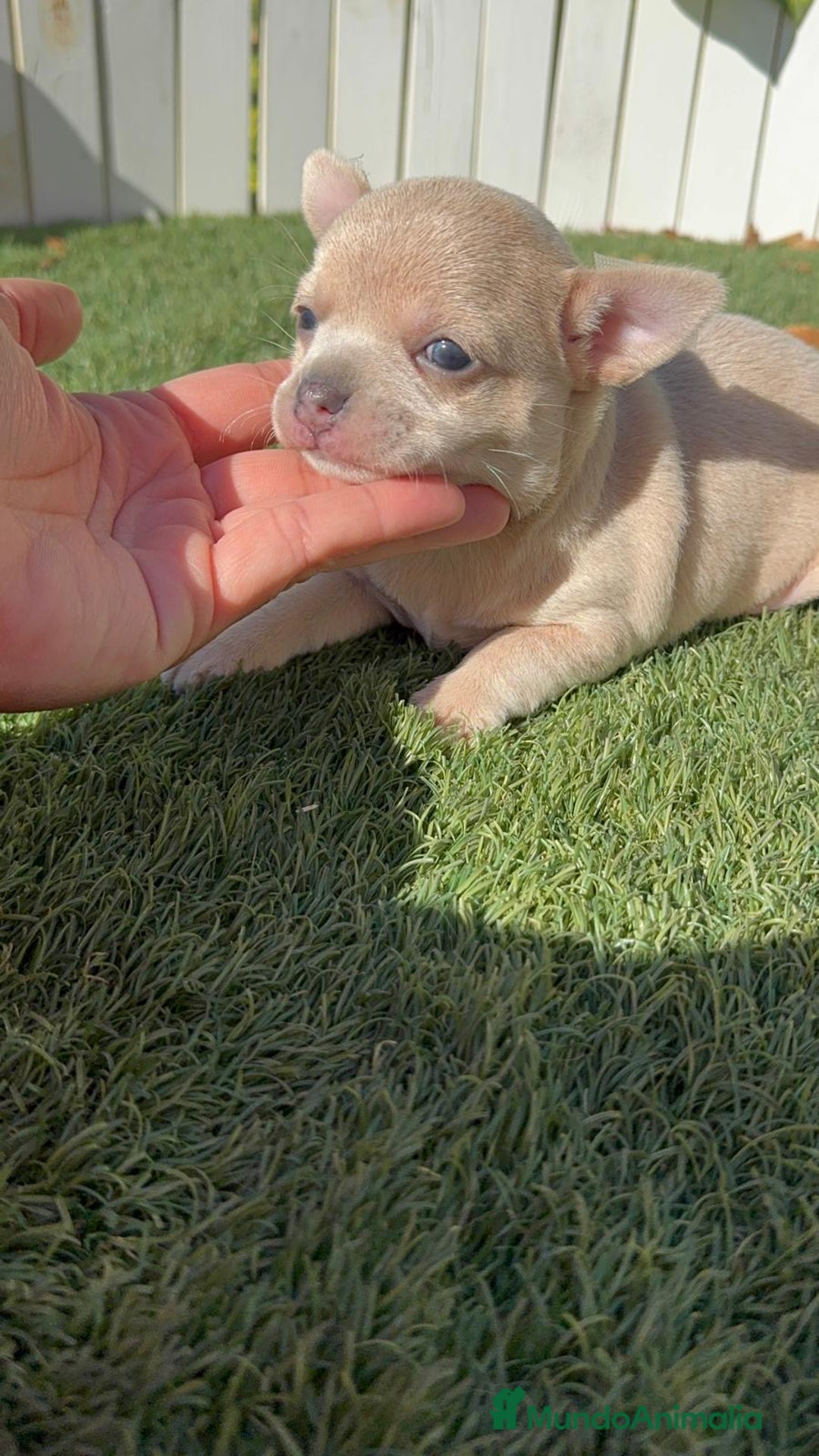 Chihuahua perros en venta: CHIHUAHUA HEMBRA - Imagen 18